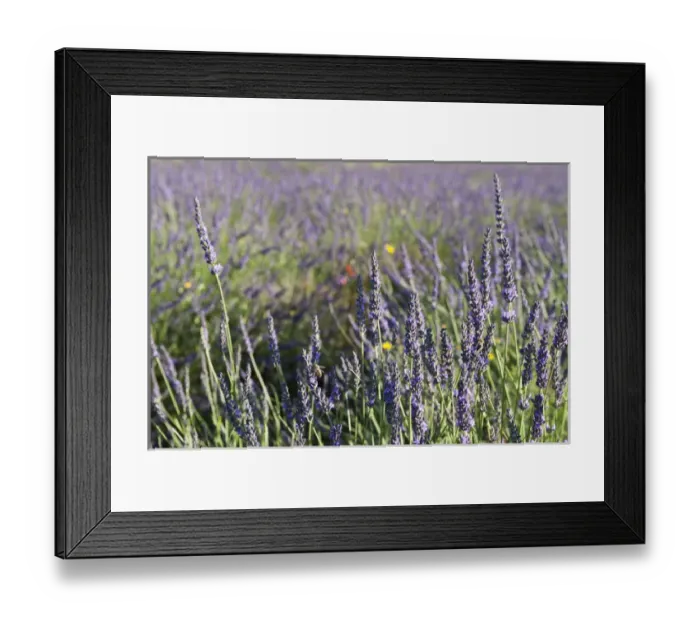 Framed Print : Sault, Provence, France Framed Print : Sault, Provence, France