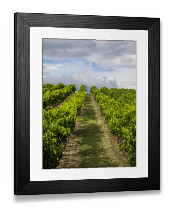 Framed Print : Europe; France; Provence; French vineyard on rolling Hillside Framed Print : Europe; France; Provence; French vineyard on rolling Hillside