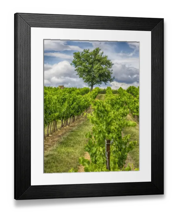 Framed Print : Europe; France; Provence; Lone Tree in Vinyard Framed Print : Europe; France; Provence; Lone Tree in Vinyard