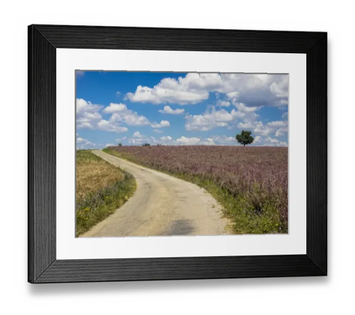 Framed Print : Europe; France; Provence; Back Country Road Running Through Lavender Field