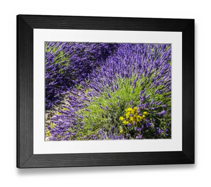 Framed Print : Europe; France; Provence; Lavender Field on the Valensole plateau Framed Print : Europe; France; Provence; Lavender Field on the Valensole plateau