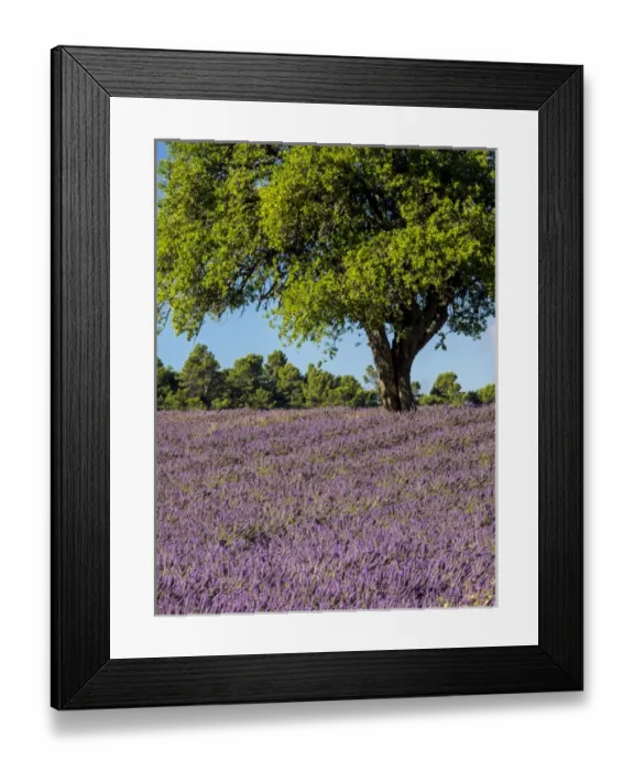 Framed Print : Europe; France; Provence; Lone Tree in Lavender Field Framed Print : Europe; France; Provence; Lone Tree in Lavender Field