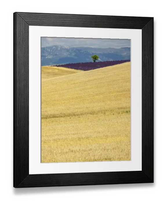 Framed Print : Europe; France; Provence; Lone Tree in Lavender and Wheat Fields Framed Print : Europe; France; Provence; Lone Tree in Lavender and Wheat Fields