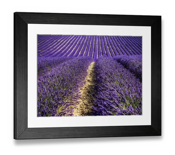 Framed Print : Europe; France; Provence; Lavender Field on the Valensole plateau Framed Print : Europe; France; Provence; Lavender Field on the Valensole plateau