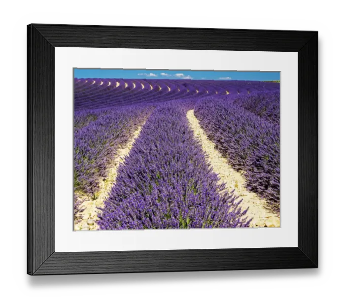 Framed Print : Europe; France; Provence; Lavender Field on the Valensole plateau Framed Print : Europe; France; Provence; Lavender Field on the Valensole plateau