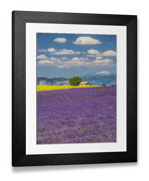 Framed Print : Europe; France; Provence; Old Farm House in Field of Lavender and Sunflowers Framed Print : Europe; France; Provence; Old Farm House in Field of Lavender and Sunflowers