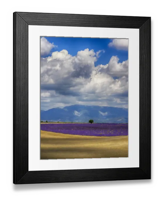 Framed Print : Europe; France; Provence; Valensole; Lone Tree in Lavender and Wheat Fields