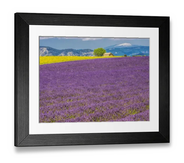 Framed Print : Europe; France; Provence; Old Farm House in Field of Lavender and Sunflowers Framed Print : Europe; France; Provence; Old Farm House in Field of Lavender and Sunflowers