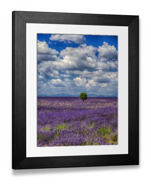 Framed Print : Europe; France; Provence; Valensole; Lone Tree in Lavender Field Framed Print : Europe; France; Provence; Valensole; Lone Tree in Lavender Field
