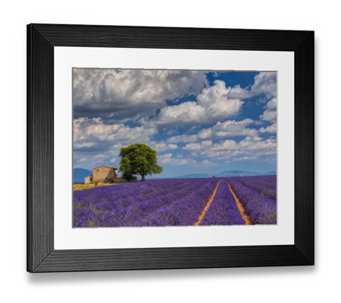 Framed Print : Europe; France; Provence; Old Farm House in Field of Lavender Framed Print : Europe; France; Provence; Old Farm House in Field of Lavender