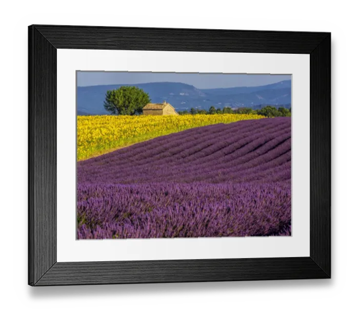 Framed Print : Europe; France; Provence; Old Farm House in Field of Lavender and Sunflowers Framed Print : Europe; France; Provence; Old Farm House in Field of Lavender and Sunflowers
