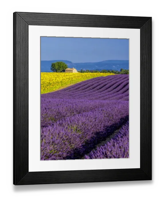 Framed Print : Europe; France; Provence; Old Farm House in Field of Lavender and Sunflowers Framed Print : Europe; France; Provence; Old Farm House in Field of Lavender and Sunflowers