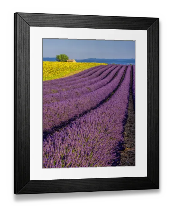 Framed Print : Europe; France; Provence; Old Farm House in Field of Lavender and Sunflowers Framed Print : Europe; France; Provence; Old Farm House in Field of Lavender and Sunflowers