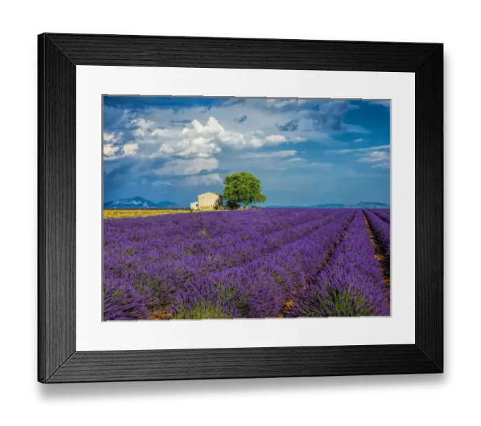Framed Print : Europe; France; Provence; Old Farm House in Field of Lavender Framed Print : Europe; France; Provence; Old Farm House in Field of Lavender