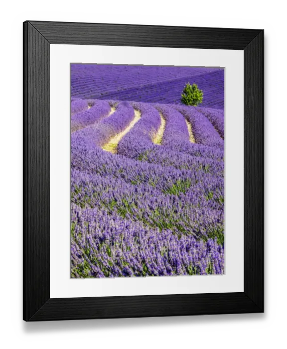 Framed Print : Europe; France; Provence; Lone Tree in Lavender Field