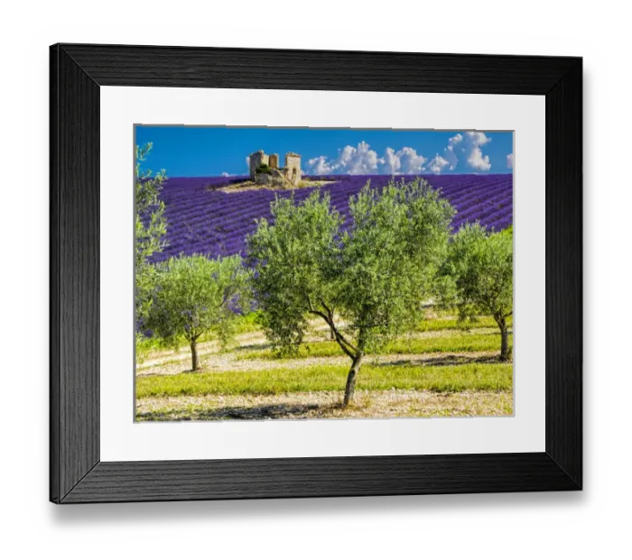 Framed Print : Europe; France; Provence; Old Farm House in Field of Lavender Framed Print : Europe; France; Provence; Old Farm House in Field of Lavender