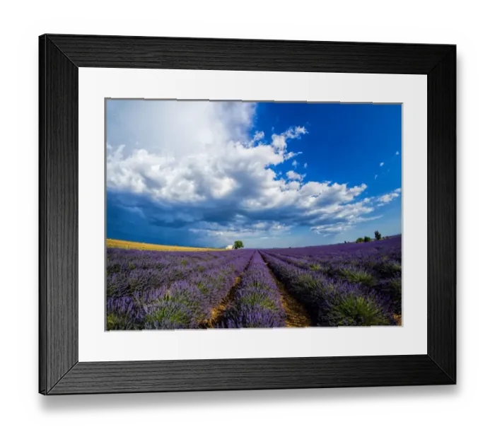 Framed Print : Europe; France; Provence; Old Farm House in Field of Lavender