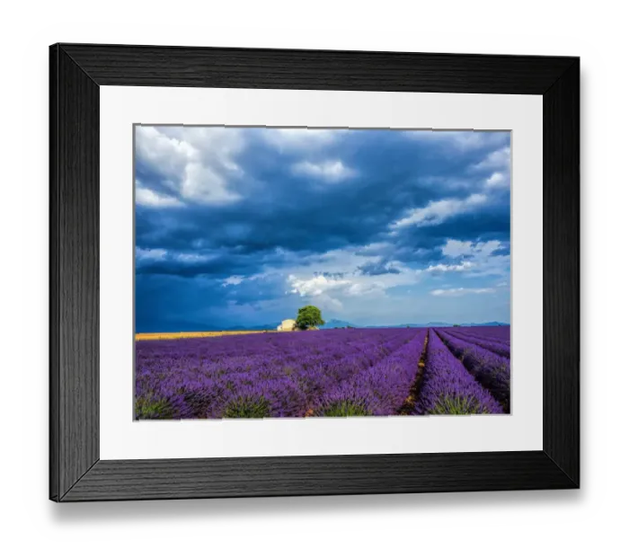 Framed Print : Europe; France; Provence; Old Farm House in Field of Lavender Framed Print : Europe; France; Provence; Old Farm House in Field of Lavender