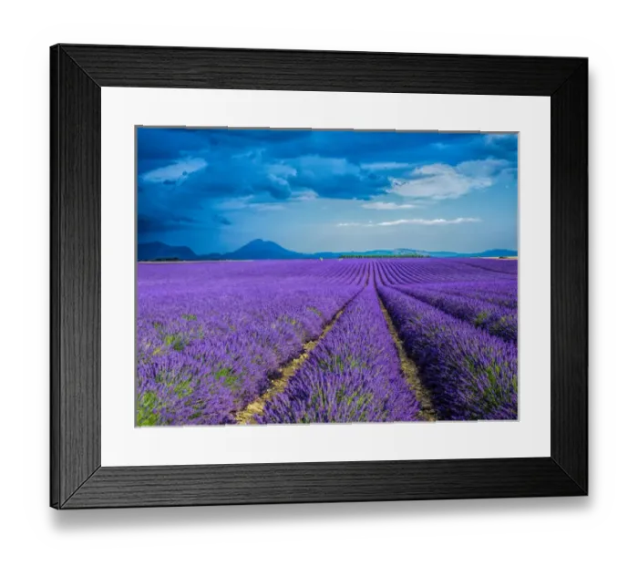 Framed Print : Europe; France; Provence; Lavender Field on the Valensole plateau Framed Print : Europe; France; Provence; Lavender Field on the Valensole plateau