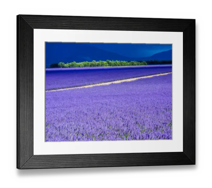 Framed Print : Europe; France; Provence; Lavender Field on the Valensole plateau Framed Print : Europe; France; Provence; Lavender Field on the Valensole plateau