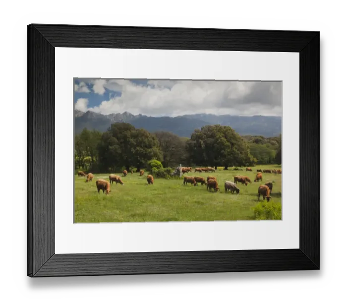 Framed Print : France, Corsica, Corse-du-Sud Department, La Alta Rocca Region, Levie, cattle