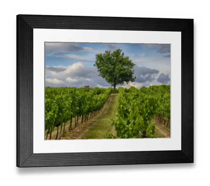 Framed Print : Europe; France; Provence; Lone Tree in Vinyard Framed Print : Europe; France; Provence; Lone Tree in Vinyard