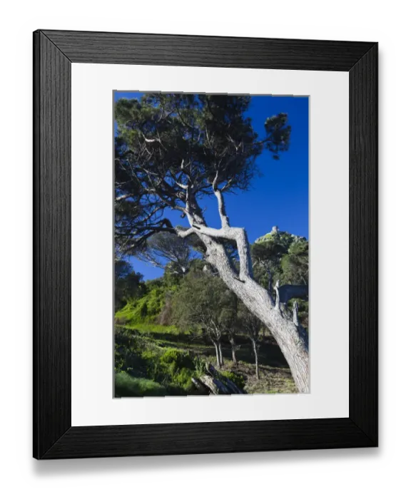 Framed Print : France, Corsica, Haute-Corse Department, Le Cap Corse, Col de Ste-Lucie pass, Tour Framed Print : France, Corsica, Haute-Corse Department, Le Cap Corse, Col de Ste-Lucie pass, Tour