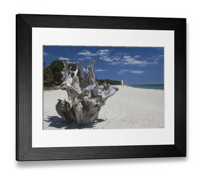 Framed Print : France, Corsica, Haute-Corse Department, Costa Serena Region, Ghisonaccia, driftwood