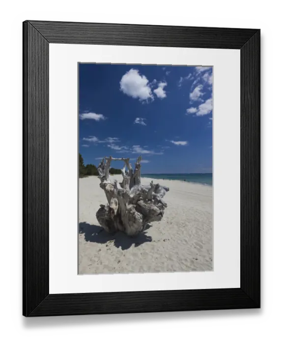 Framed Print : France, Corsica, Haute-Corse Department, Costa Serena Region, Ghisonaccia, driftwood Framed Print : France, Corsica, Haute-Corse Department, Costa Serena Region, Ghisonaccia, driftwood