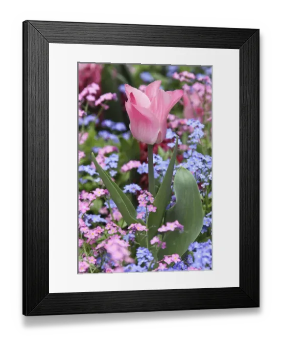 Framed Print : A tulip at Luxembourg Gardens, Paris, France Framed Print : A tulip at Luxembourg Gardens, Paris, France