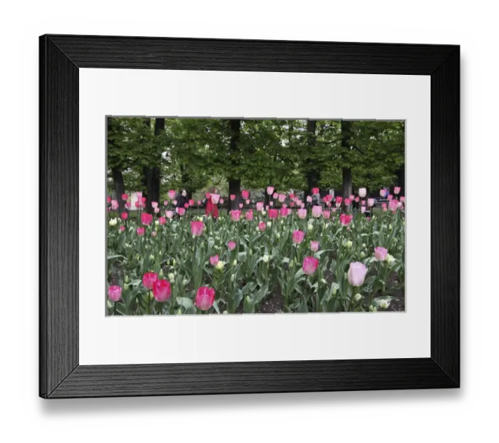 Framed Print : A bed of tulips at Luxembourg Gardens, Paris, France Framed Print : A bed of tulips at Luxembourg Gardens, Paris, France