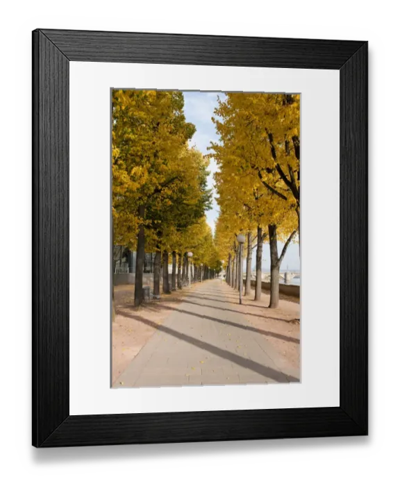 Framed Print : Treelined pathway along Elbe River Dresden, Germany Framed Print : Treelined pathway along Elbe River Dresden, Germany