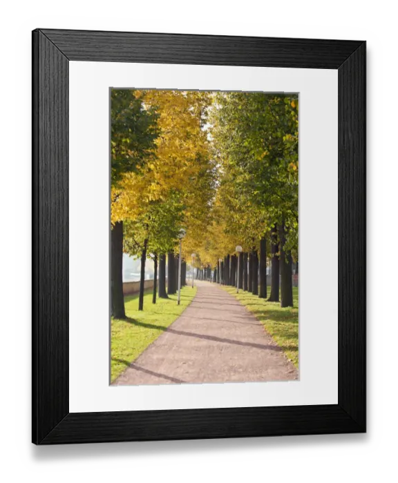 Framed Print : Treelined pathway along Elbe River Dresden, Germany Framed Print : Treelined pathway along Elbe River Dresden, Germany