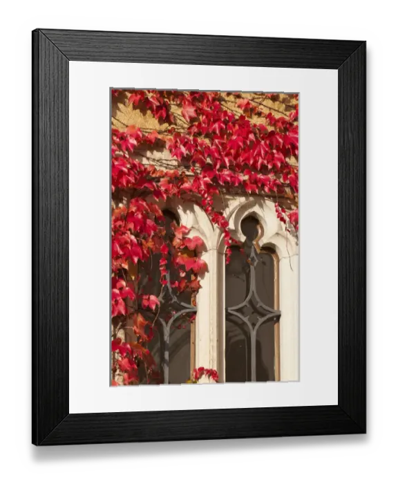 Framed Print : Ivy on wall Germany Framed Print : Ivy on wall Germany