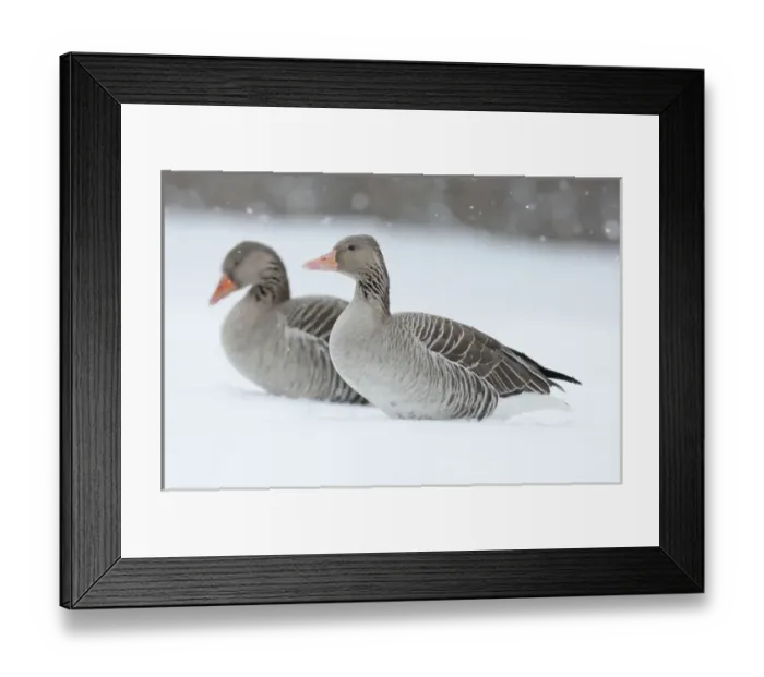 Framed Print : Greyleg Goose (Anser anser) during winter, snowfall and in deep snow, Germany