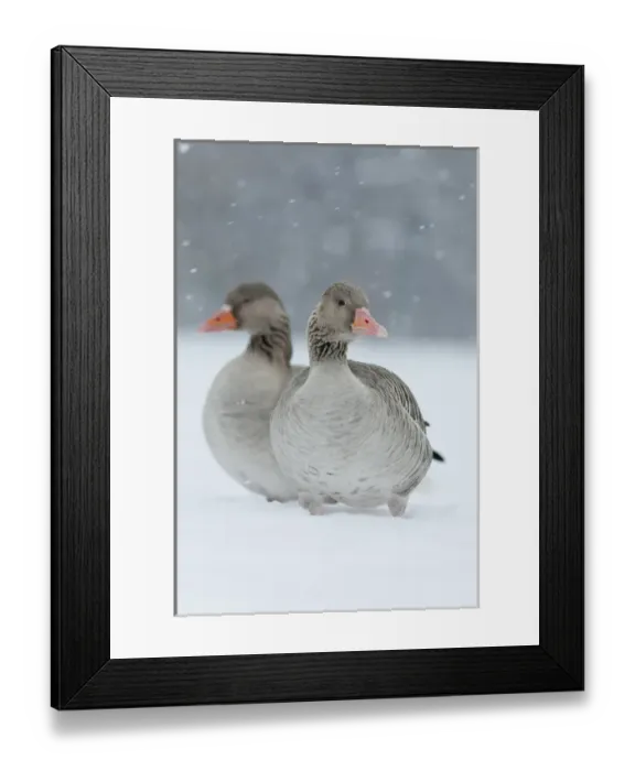 Framed Print : Greyleg Goose (Anser anser) during winter, snowfall and in deep snow, Germany Framed Print : Greyleg Goose (Anser anser) during winter, snowfall and in deep snow, Germany