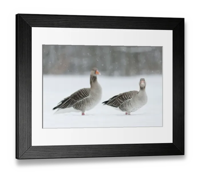 Framed Print : Greyleg Goose (Anser anser) during winter, snowfall and in deep snow, Germany