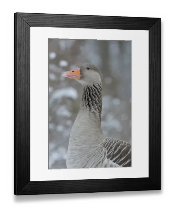 Framed Print : Greyleg Goose (Anser anser) during winter, snowfall and in deep snow, Germany