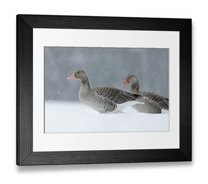Framed Print : Greyleg Goose (Anser anser) during winter, snowfall and in deep snow, Germany