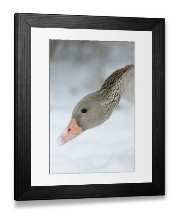Framed Print : Greyleg Goose (Anser anser) during winter, snowfall and in deep snow, Germany Framed Print : Greyleg Goose (Anser anser) during winter, snowfall and in deep snow, Germany