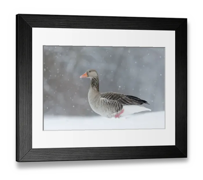 Framed Print : Greyleg Goose (Anser anser) during winter, snowfall and in deep snow, Germany Framed Print : Greyleg Goose (Anser anser) during winter, snowfall and in deep snow, Germany