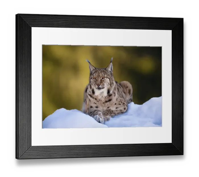 Framed Print : Portrait of Eurasian Lynx (Lynx lynx), subspecies carpathica, in winter and snow, captive Framed Print : Portrait of Eurasian Lynx (Lynx lynx), subspecies carpathica, in winter and snow, captive