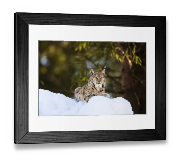 Framed Print : Portrait of Eurasian Lynx (Lynx lynx), subspecies carpathica, in winter and snow, captive
