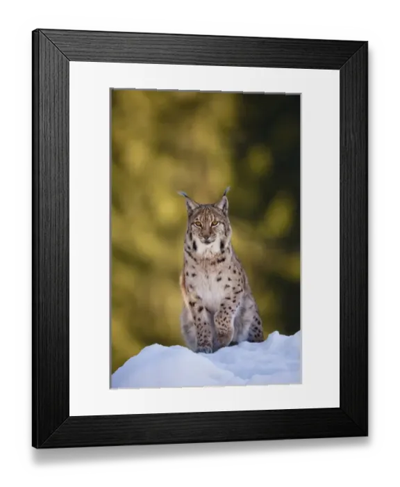 Framed Print : Portrait of Eurasian Lynx (Lynx lynx), subspecies carpathica, in winter and snow, captive Framed Print : Portrait of Eurasian Lynx (Lynx lynx), subspecies carpathica, in winter and snow, captive