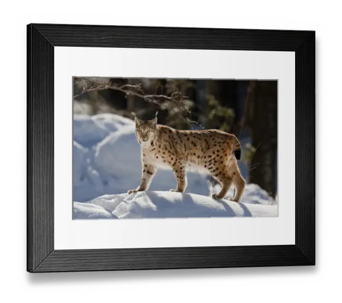 Framed Print : Portrait of Eurasian Lynx (Lynx lynx) walking in deep snow, subspecies carpathica Framed Print : Portrait of Eurasian Lynx (Lynx lynx) walking in deep snow, subspecies carpathica