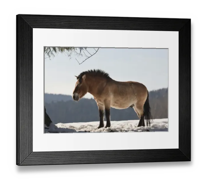 Framed Print : Przewalskis Horse or Takhi (Equus ferus przewalskii) in winter and snow, captive