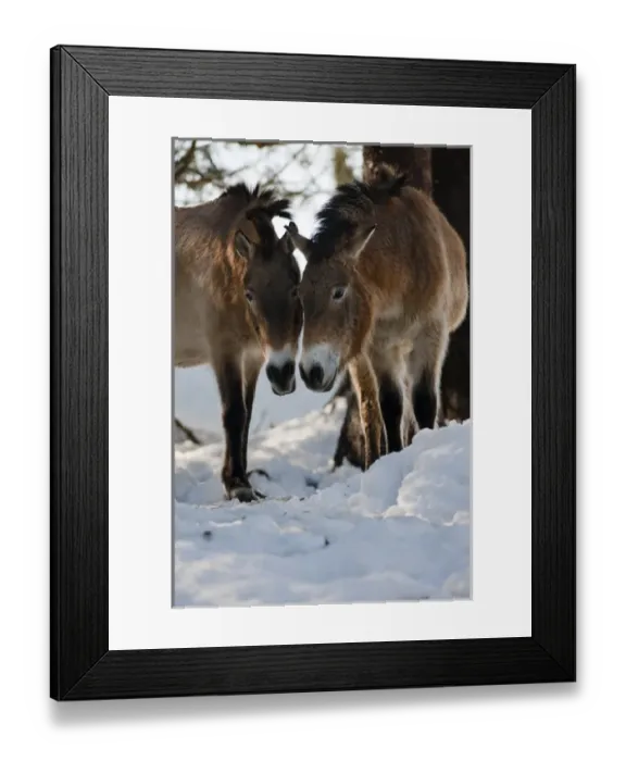 Framed Print : Przewalskis Horse or Takhi (Equus ferus przewalskii) in winter and snow, captive Framed Print : Przewalskis Horse or Takhi (Equus ferus przewalskii) in winter and snow, captive