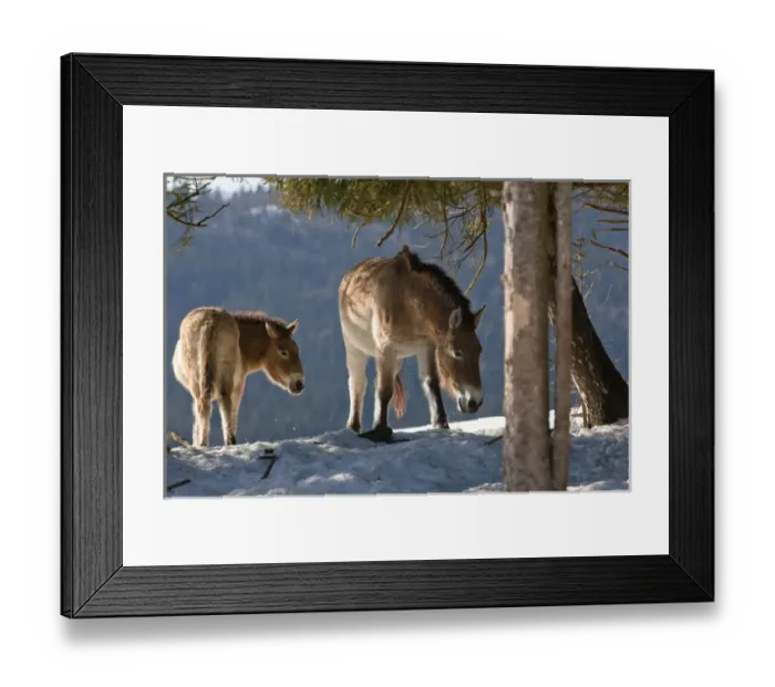 Framed Print : Przewalskis Horse or Takhi (Equus ferus przewalskii) mare and foal in winter and snow, captive Framed Print : Przewalskis Horse or Takhi (Equus ferus przewalskii) mare and foal in winter and snow, captive
