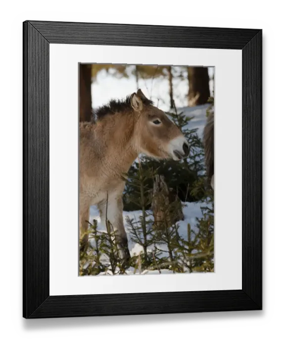 Framed Print : Przewalskis Horse or Takhi (Equus ferus przewalskii) in winter and snow, captive Framed Print : Przewalskis Horse or Takhi (Equus ferus przewalskii) in winter and snow, captive