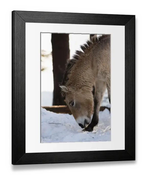 Framed Print : Przewalskis Horse or Takhi (Equus ferus przewalskii) in winter and snow, captive Framed Print : Przewalskis Horse or Takhi (Equus ferus przewalskii) in winter and snow, captive